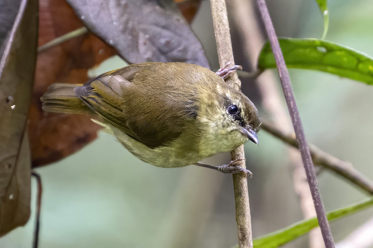 Sulawesi Leaf Warbler - ML631702694
