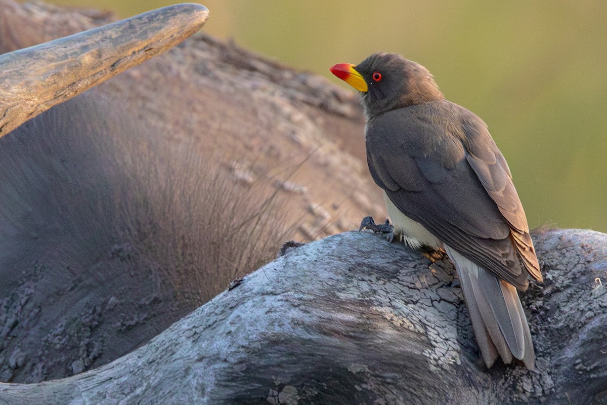 Yellow-billed Oxpecker - ML631702711