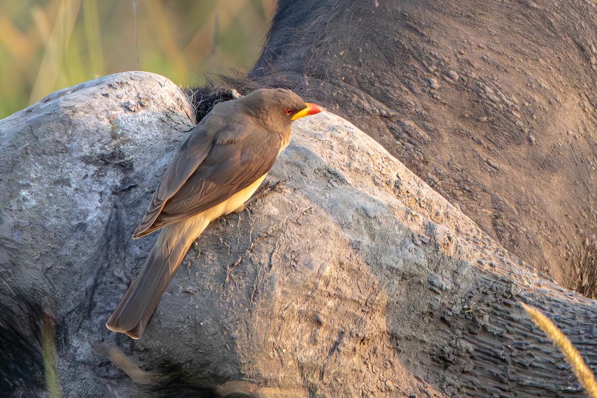 Yellow-billed Oxpecker - ML631702712