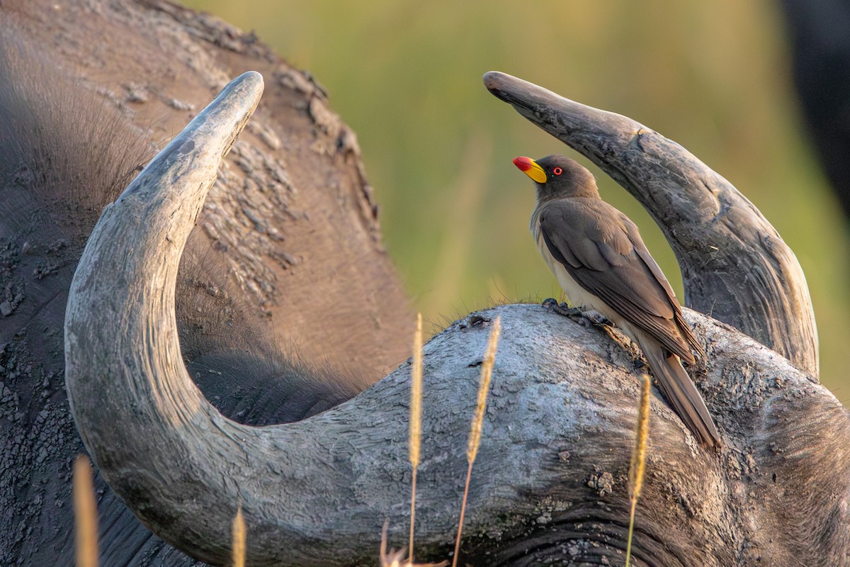 Yellow-billed Oxpecker - ML631702714