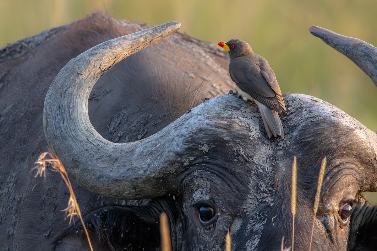 Yellow-billed Oxpecker - ML631702715
