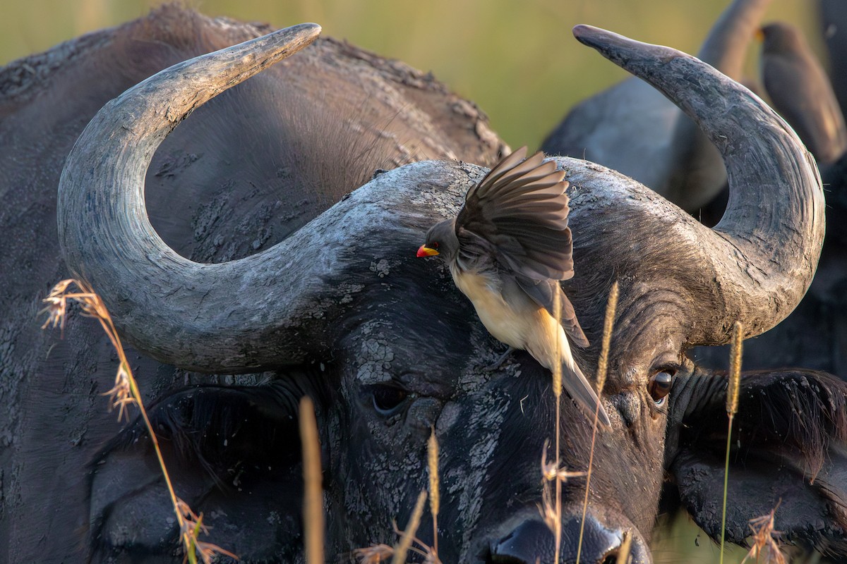 Yellow-billed Oxpecker - ML631702717
