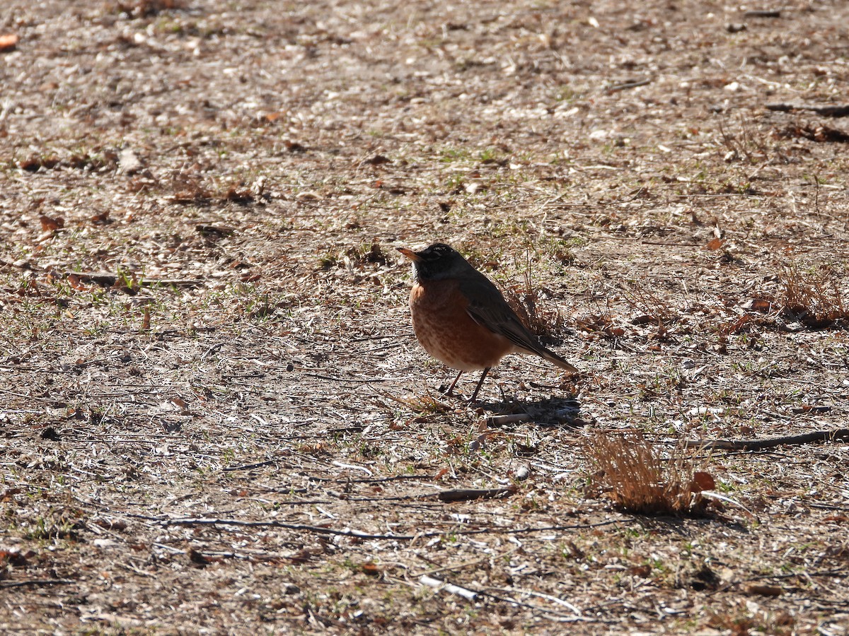 American Robin - ML631702771