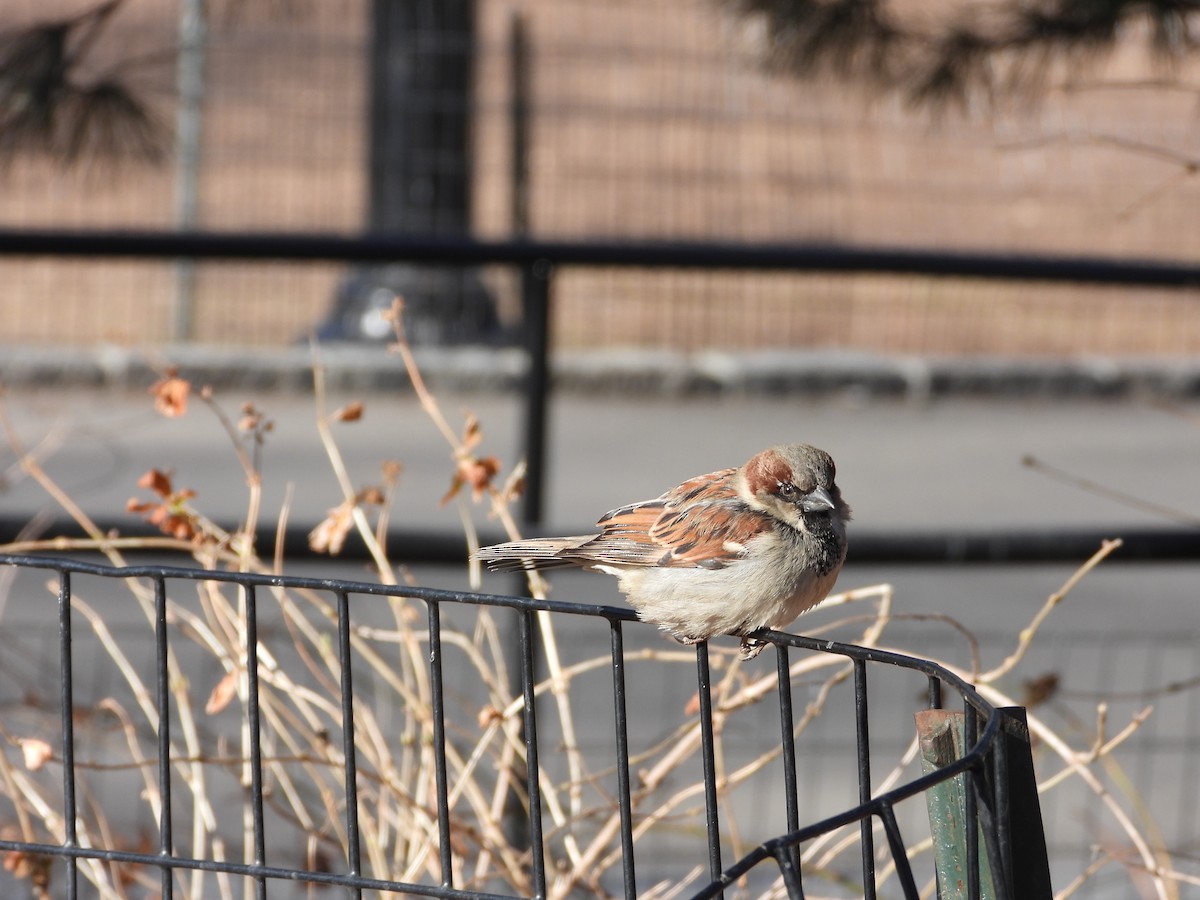 House Sparrow - ML631702791