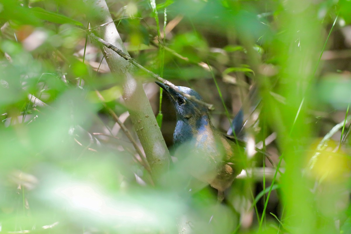 White-bellied Redstart - Starlit Chen