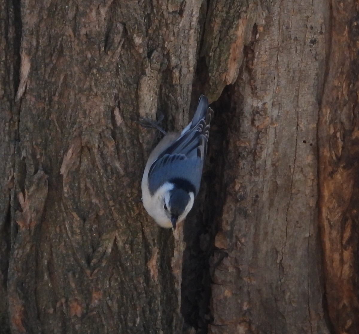 White-breasted Nuthatch - ML631702822