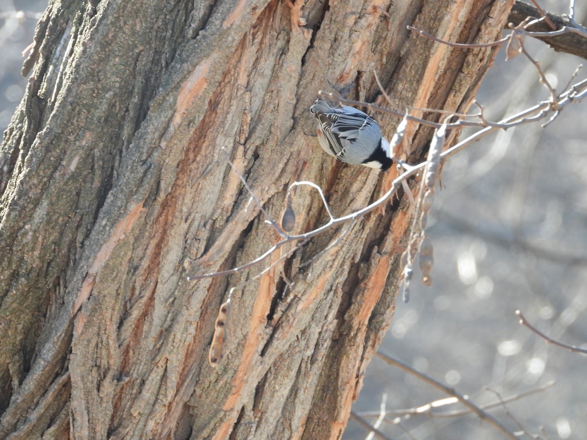 White-breasted Nuthatch - ML631702826