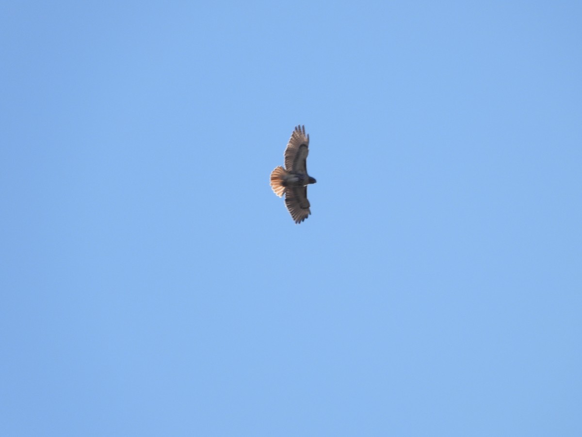 Red-tailed Hawk - ML631702857