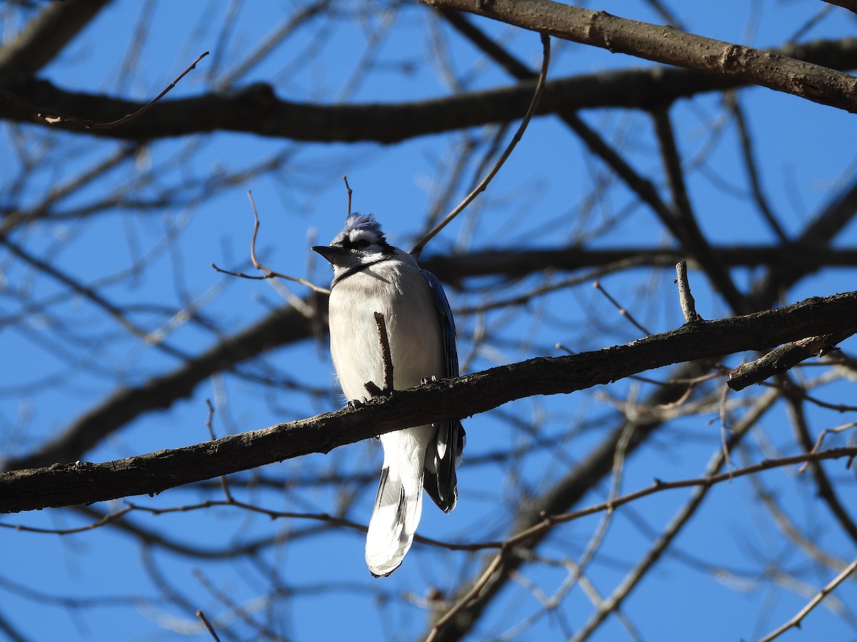 Blue Jay - ML631702861