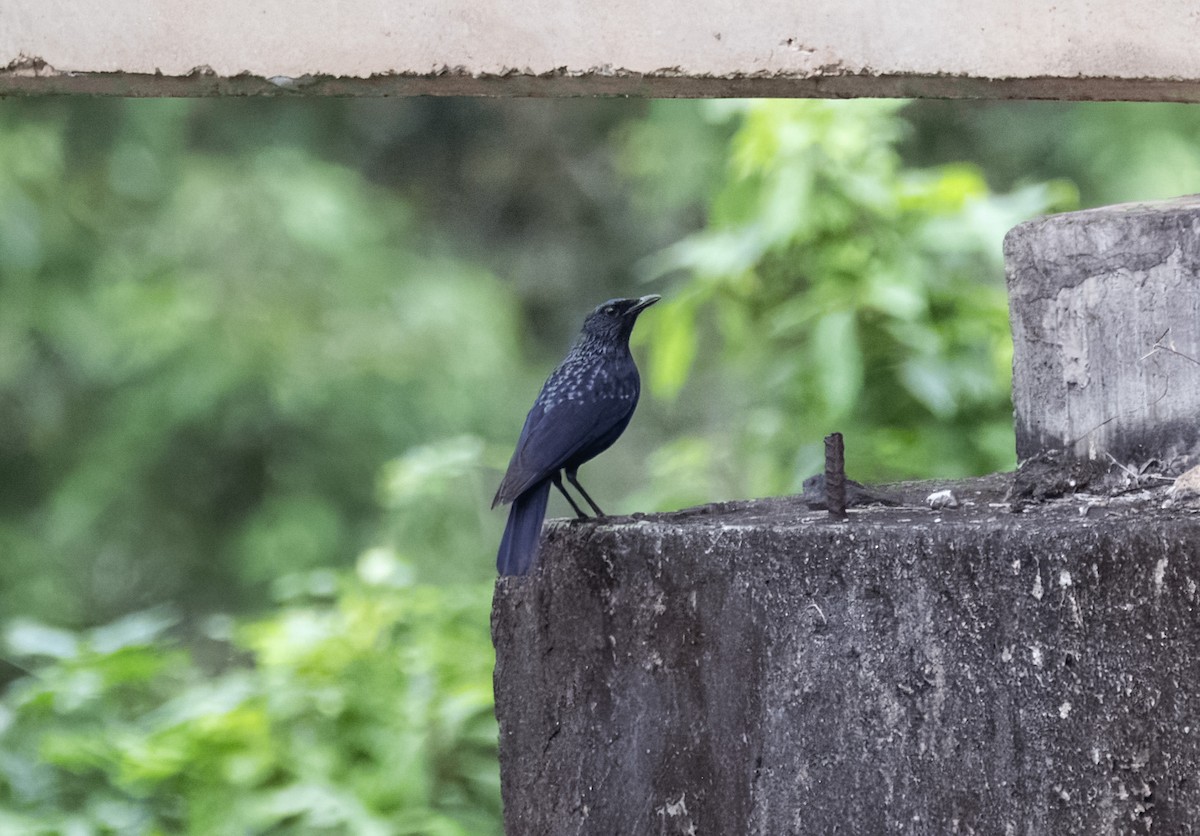 Blue Whistling-Thrush - ML631702915