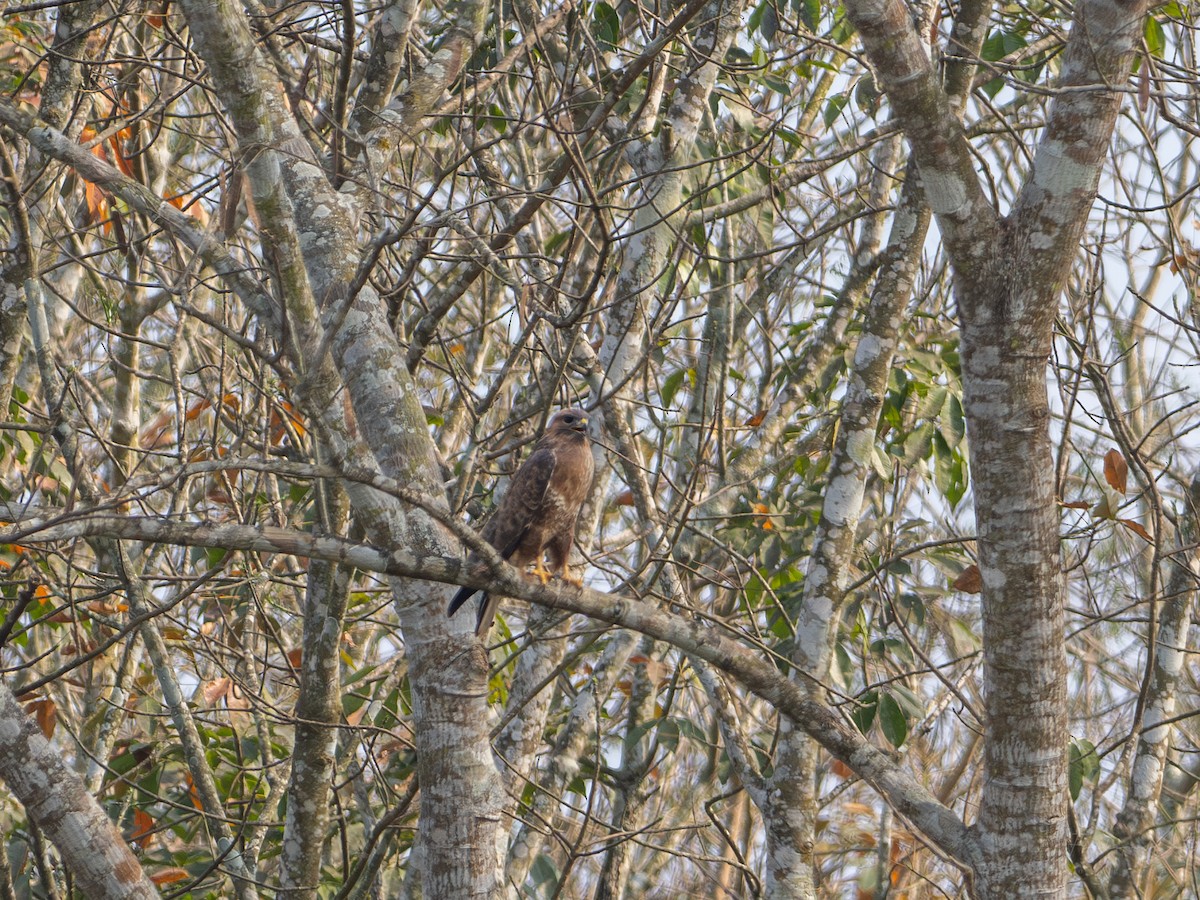 Himalayan Buzzard - ML631703149