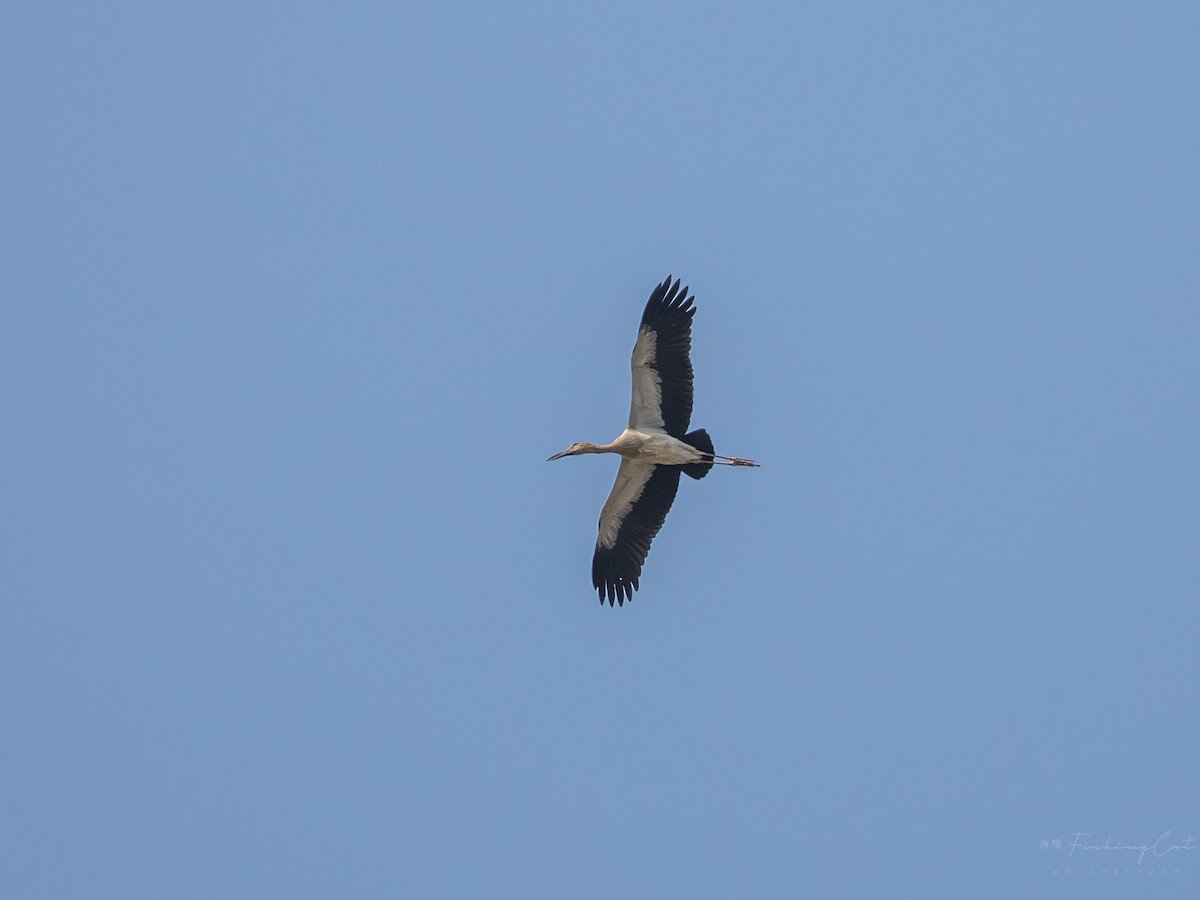 Asian Openbill - ML631703151