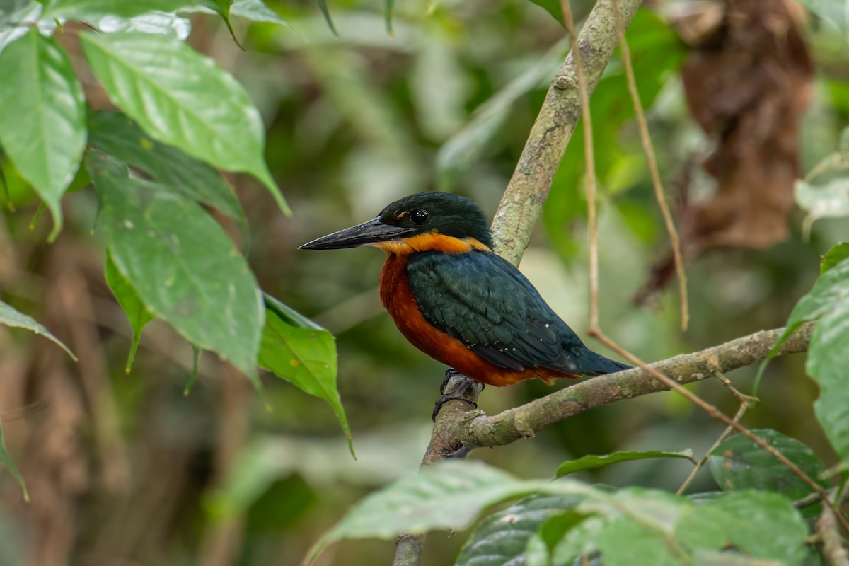 Green-and-rufous Kingfisher - ML631703160