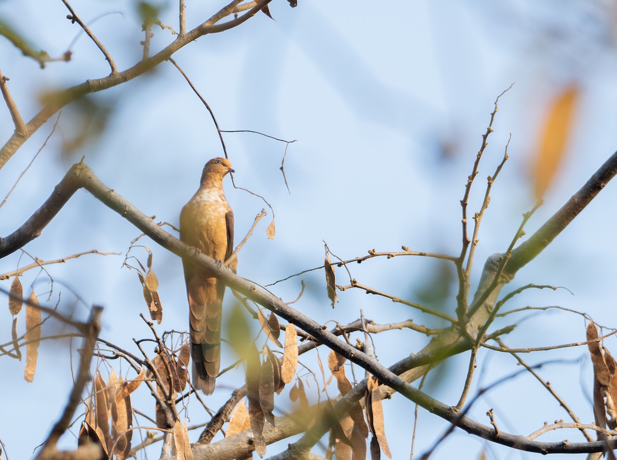Little Cuckoo-Dove - ML631703182