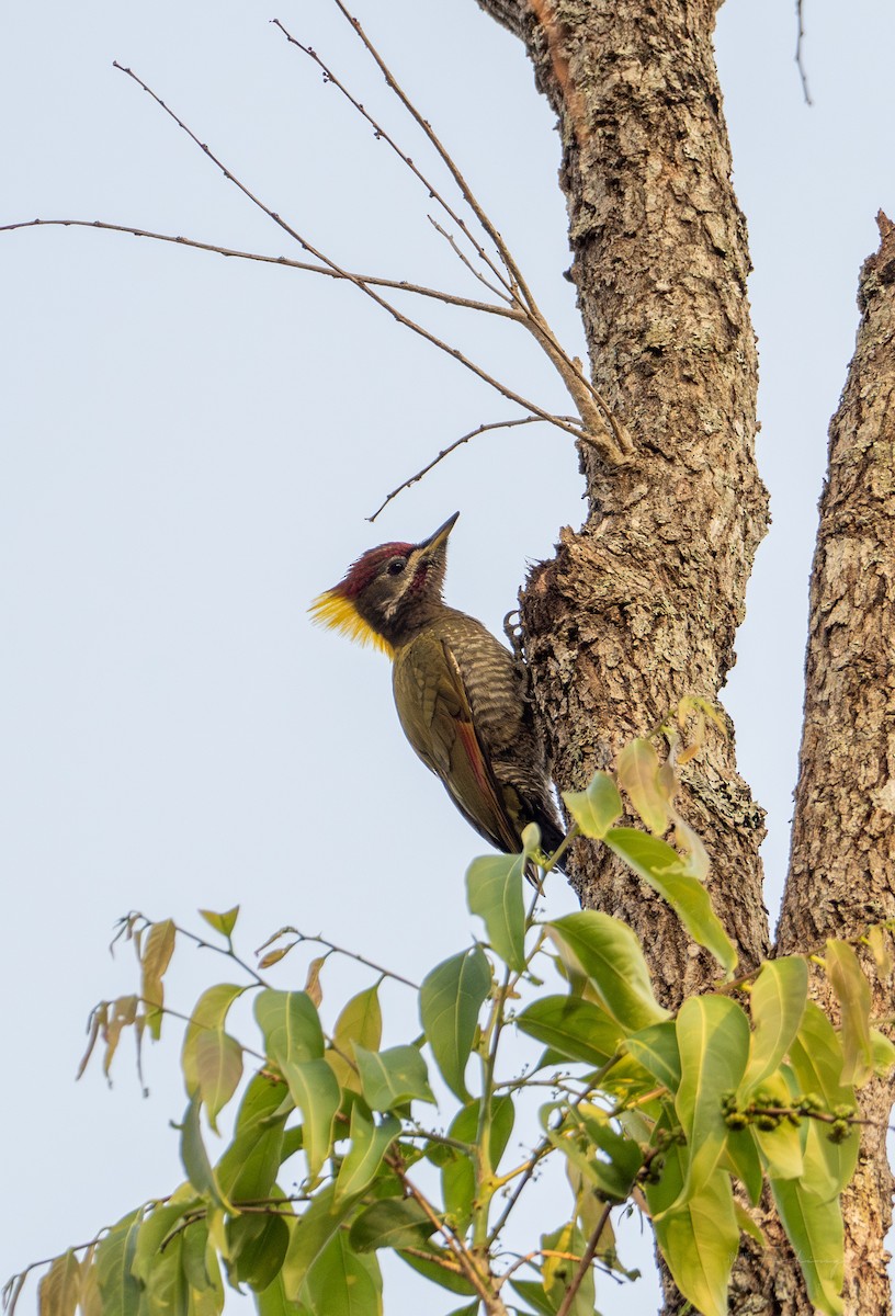 Lesser Yellownape - ML631703183