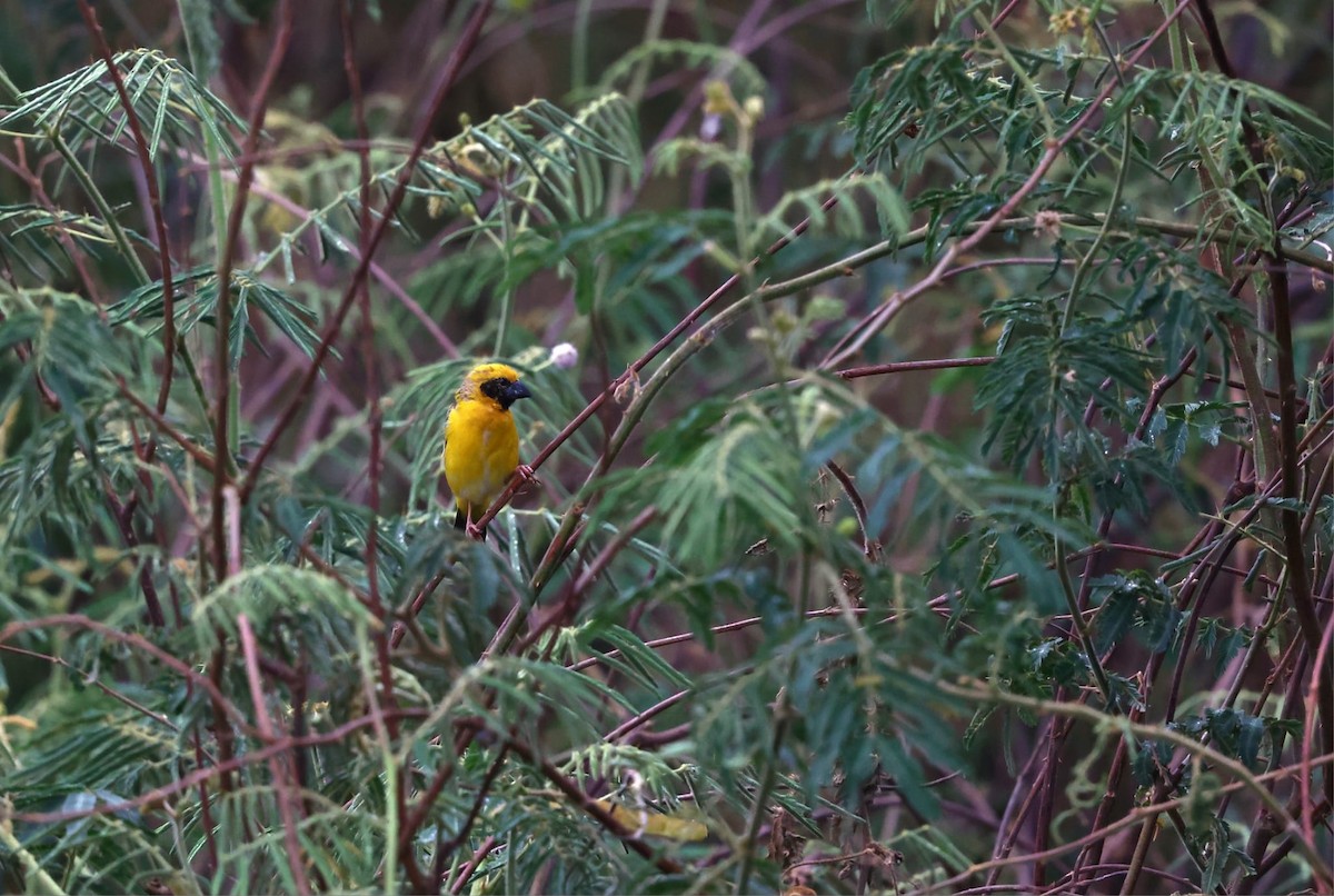 Asian Golden Weaver - ML631703341