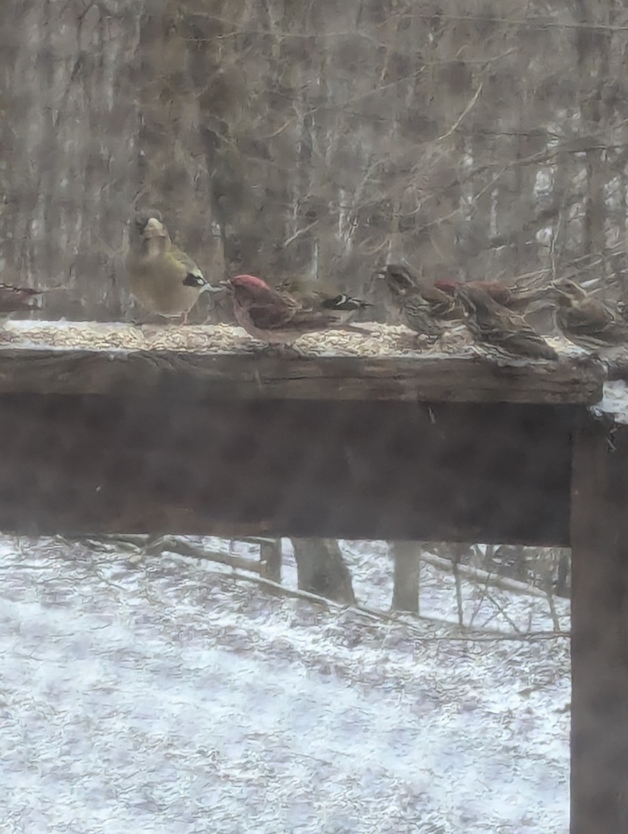 Evening Grosbeak - ML631703461