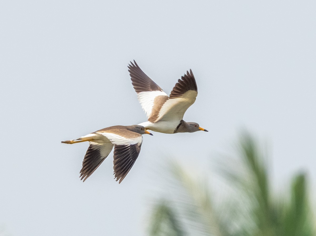 ケリ - ML631703470