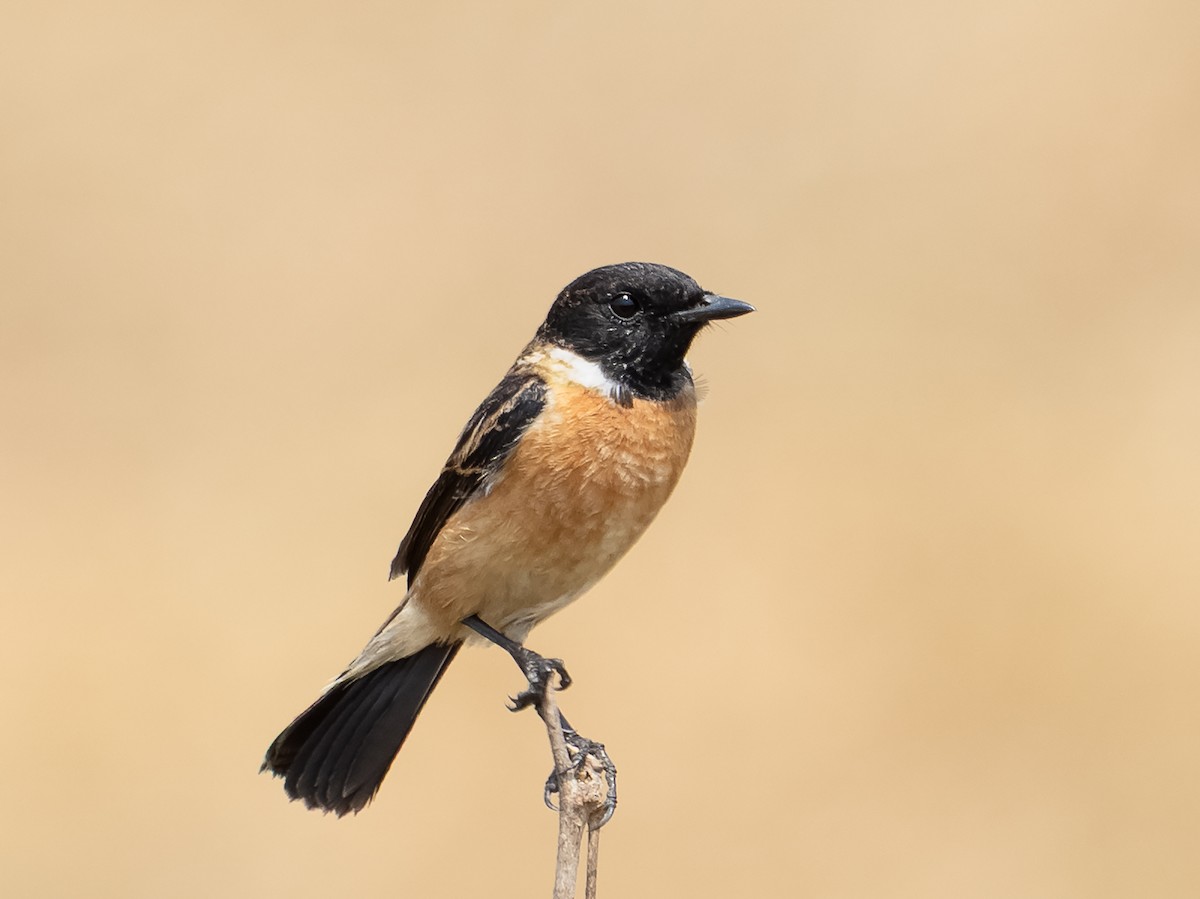 ノビタキ - ML631703503