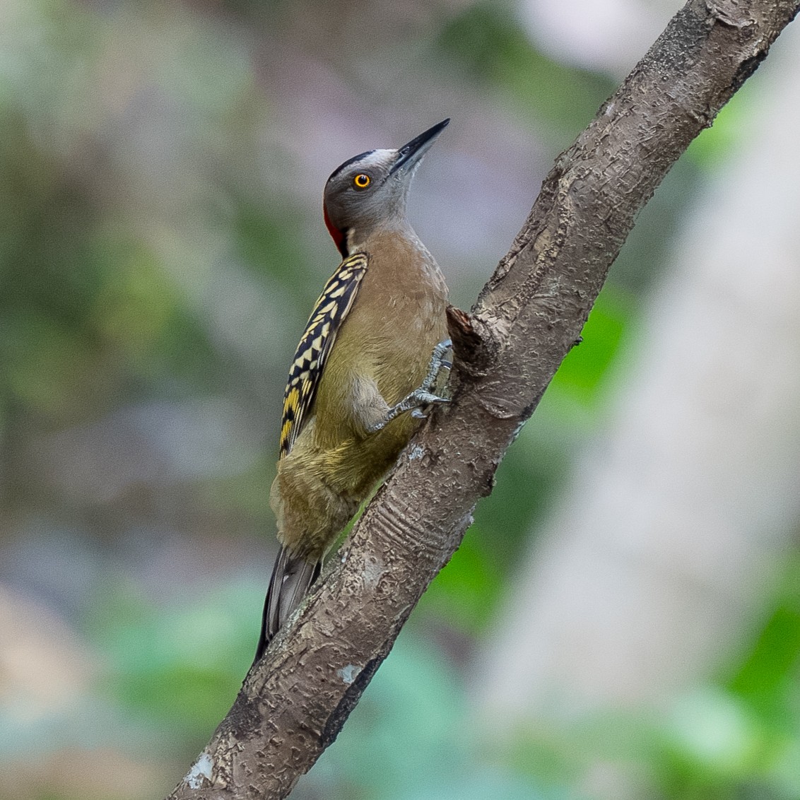 Hispaniolan Woodpecker - ML631703533