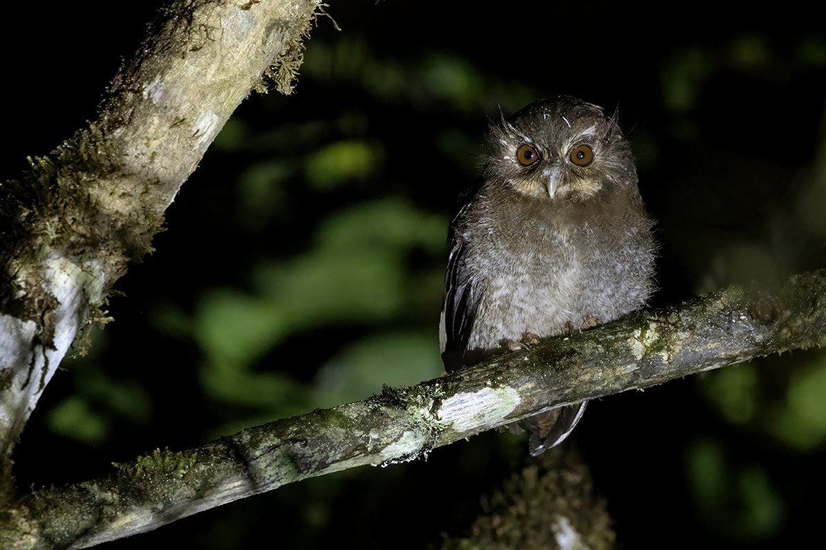 Long-whiskered Owlet - ML631703663