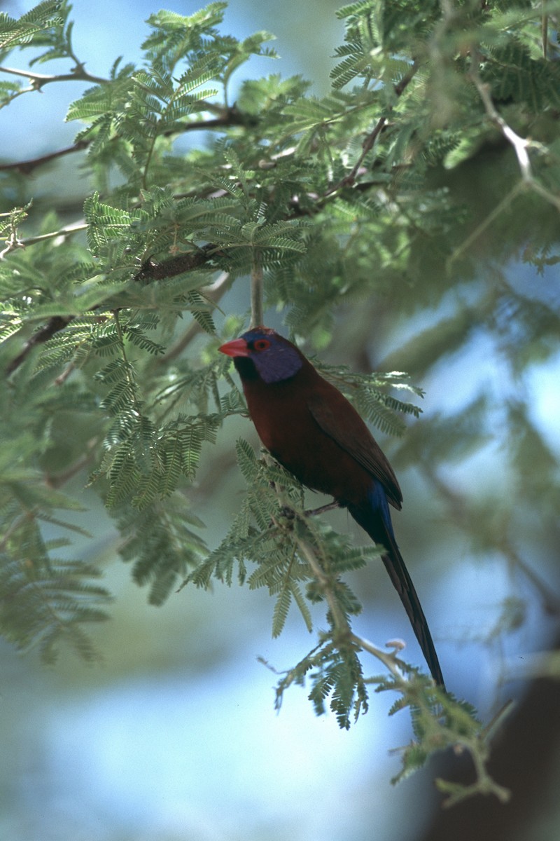 Violet-eared Waxbill - ML631703694