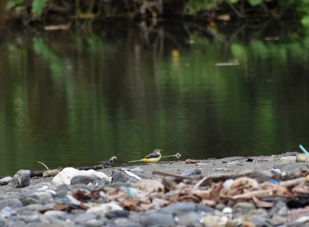 Gray Wagtail - ML631703720