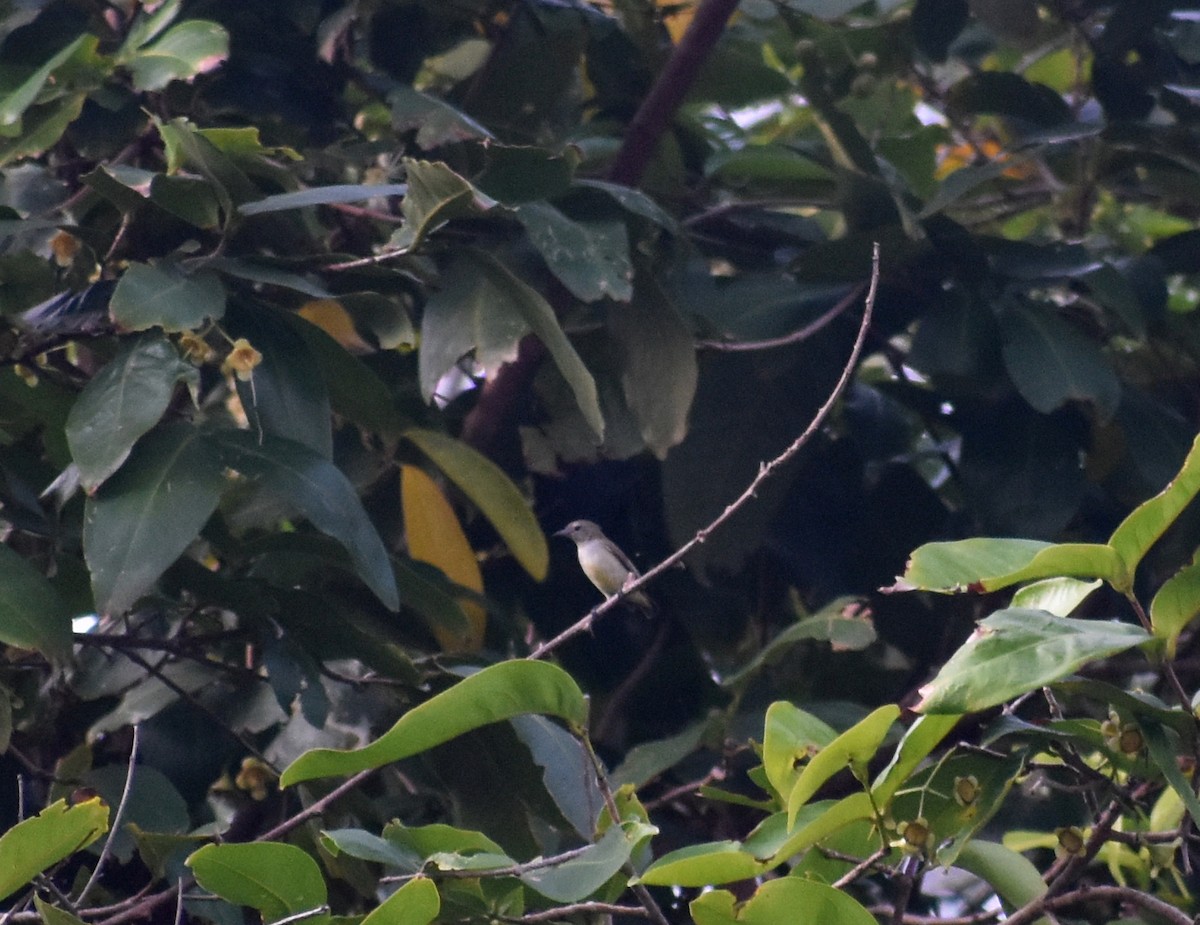 Andaman Flowerpecker - ML631703725