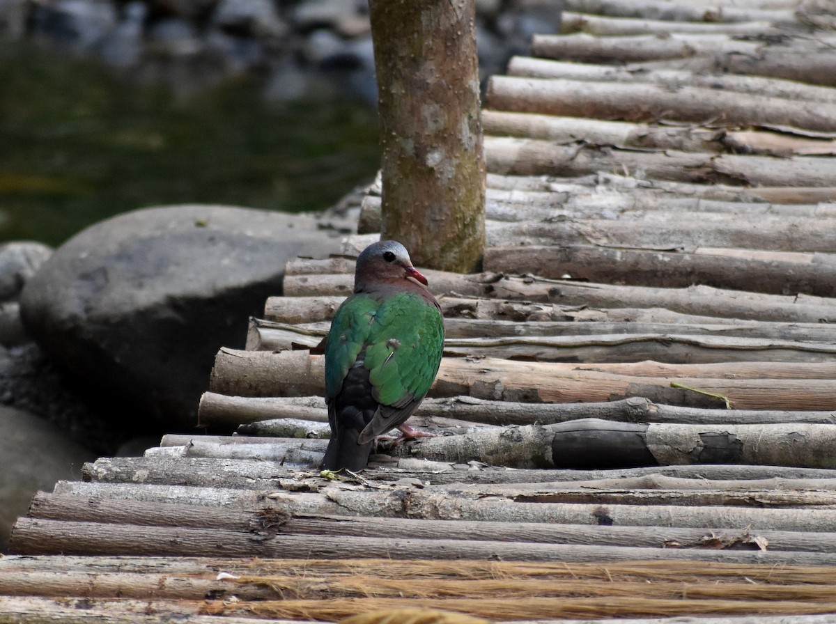 Asian Emerald Dove - ML631703808