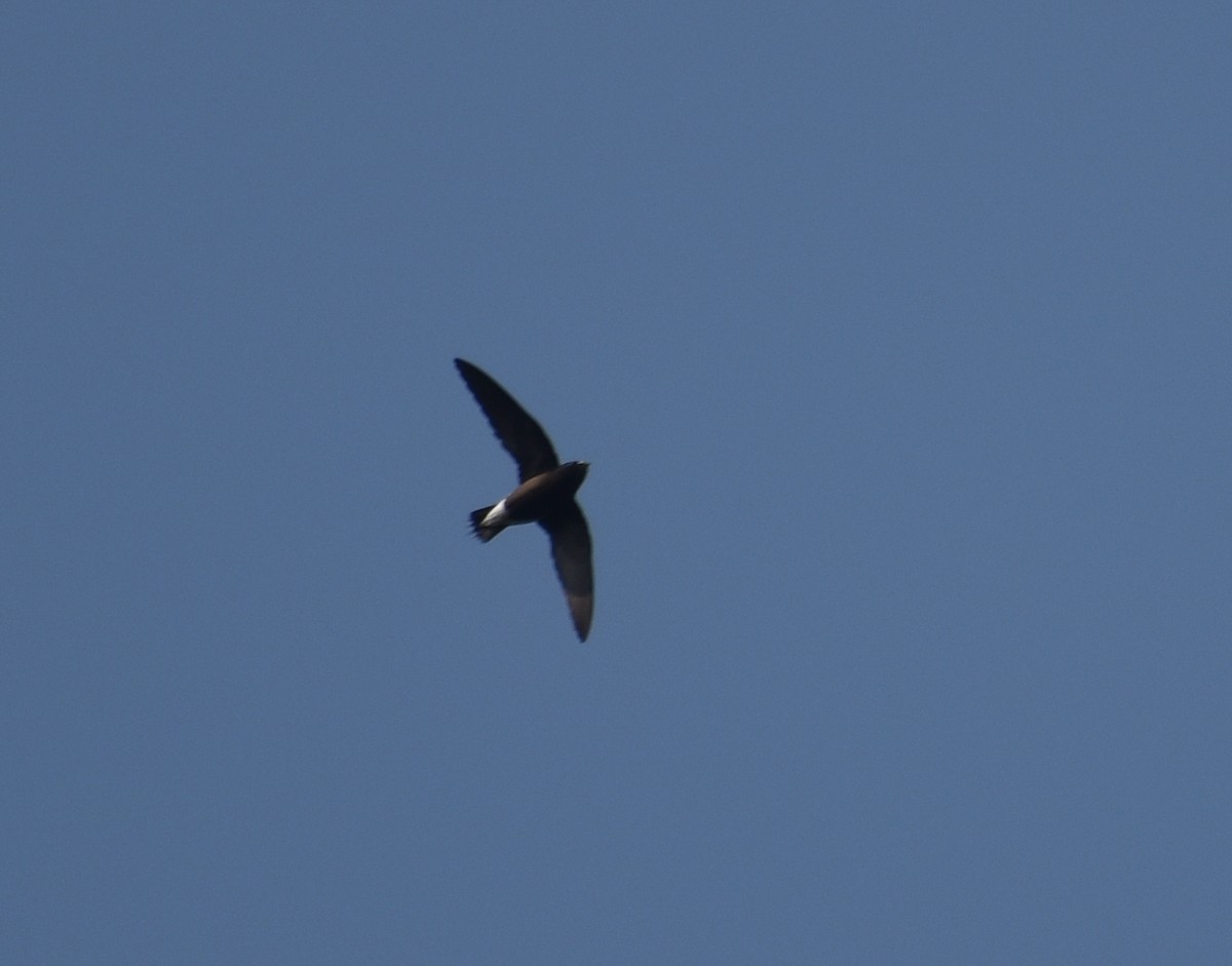 Brown-backed Needletail - ML631703816