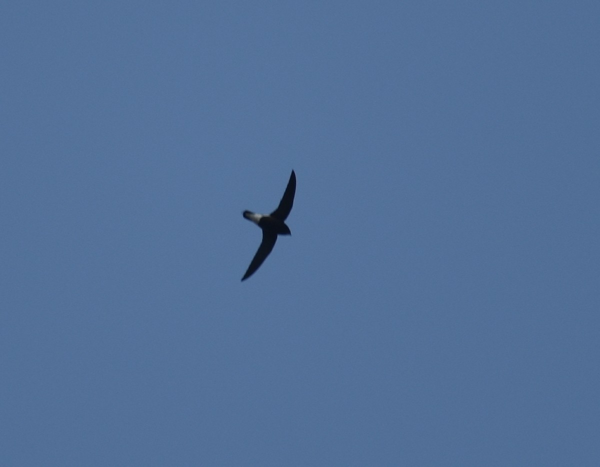 Brown-backed Needletail - ML631703817