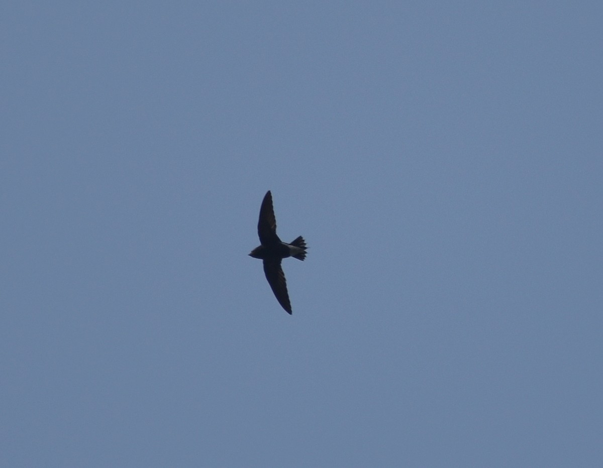 Brown-backed Needletail - ML631703818