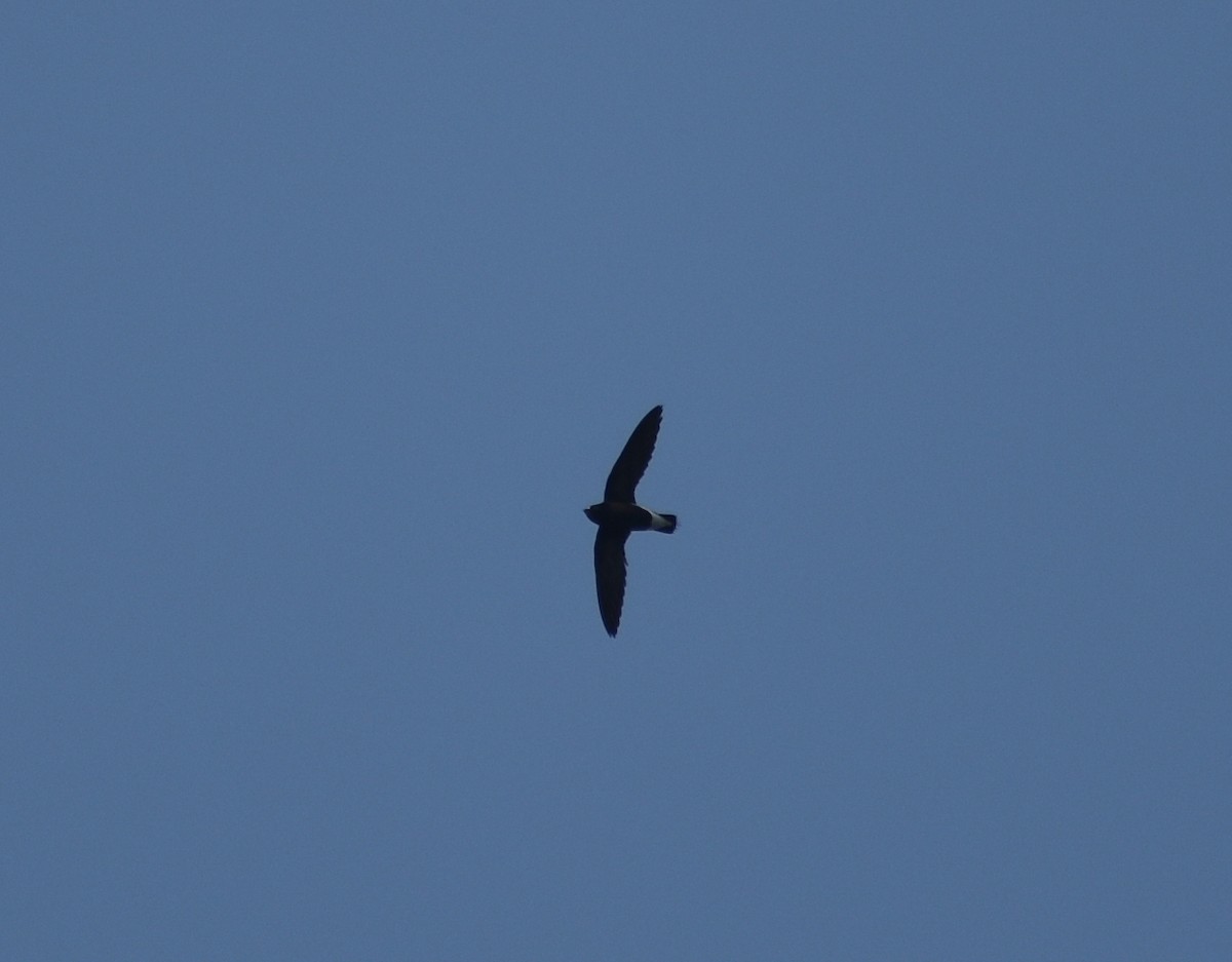 Brown-backed Needletail - ML631703819