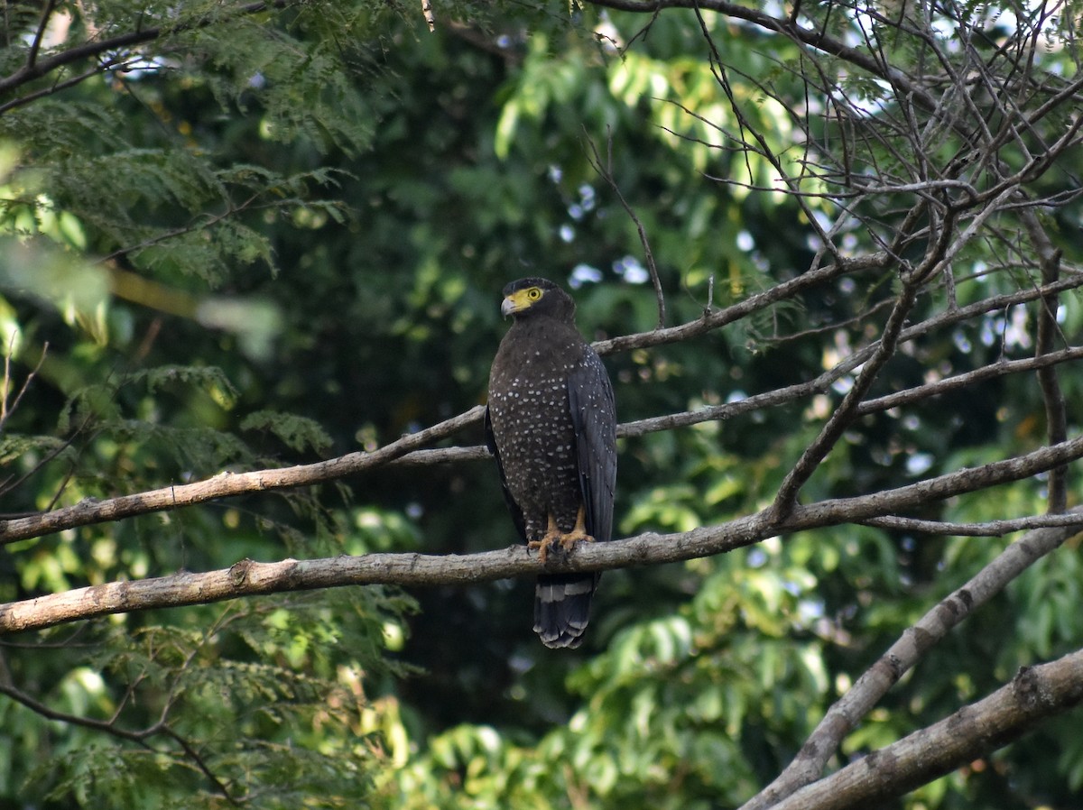 Andaman Serpent-Eagle - ML631703839