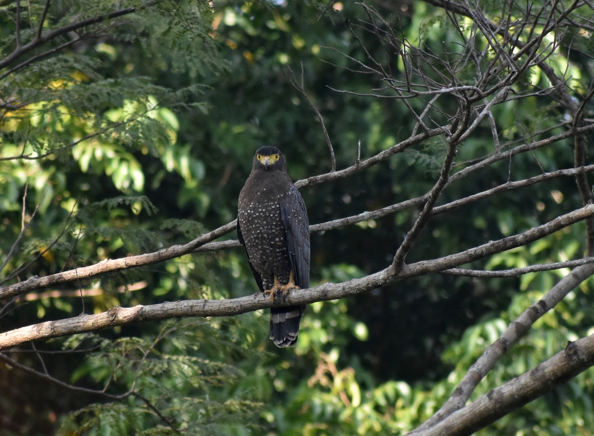 Andaman Serpent-Eagle - ML631703840