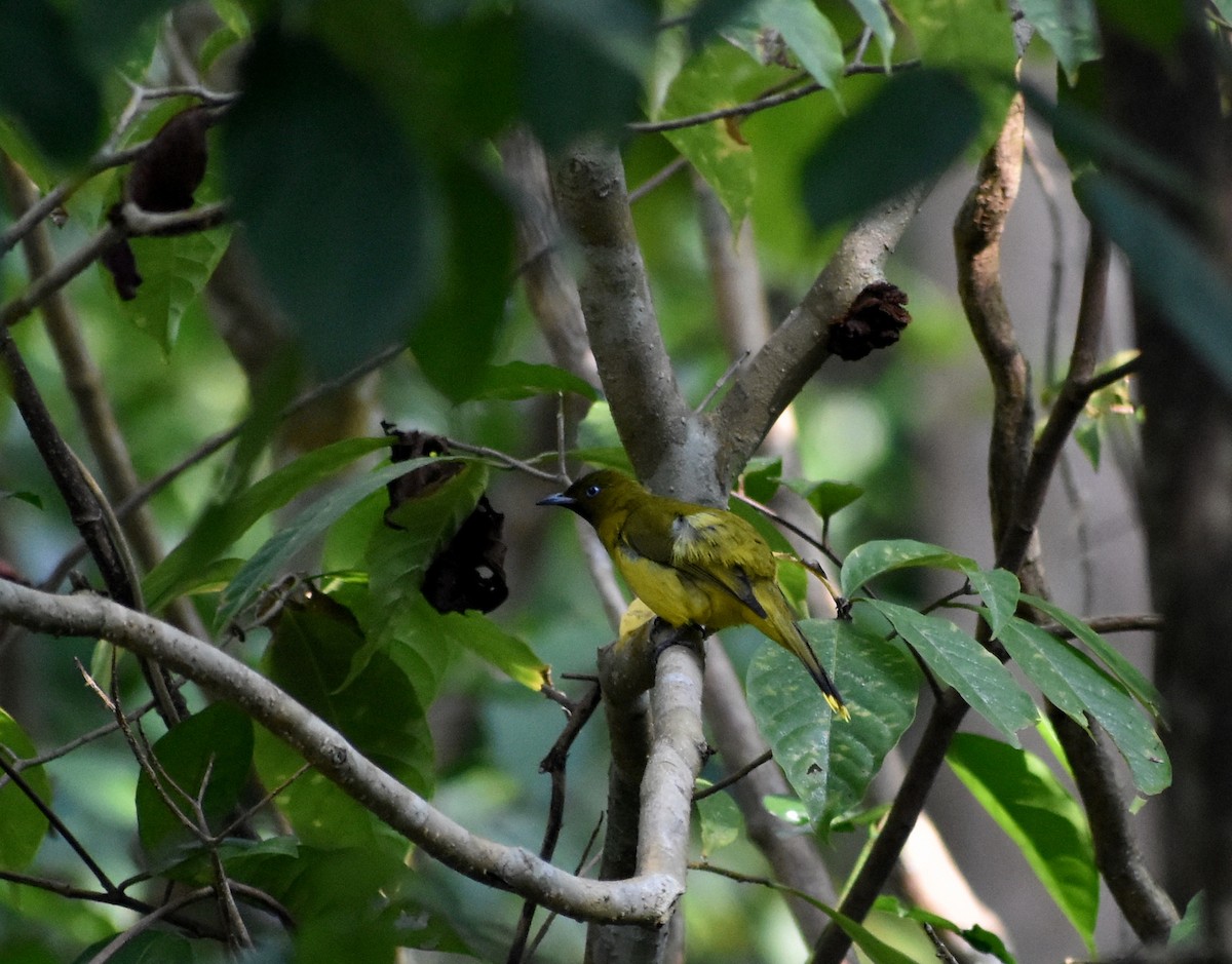 Andaman Bulbul - ML631703849