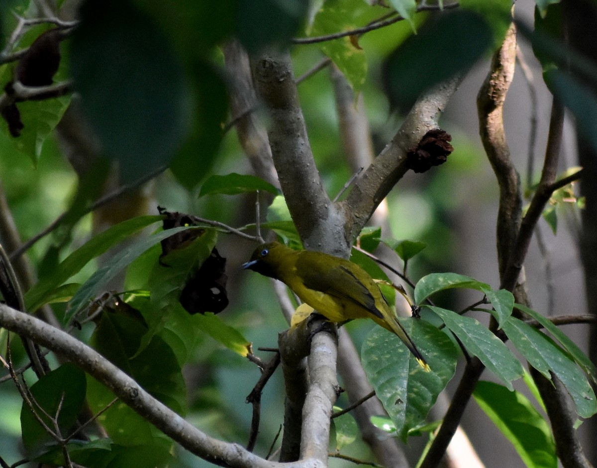 Andaman Bulbul - ML631703850