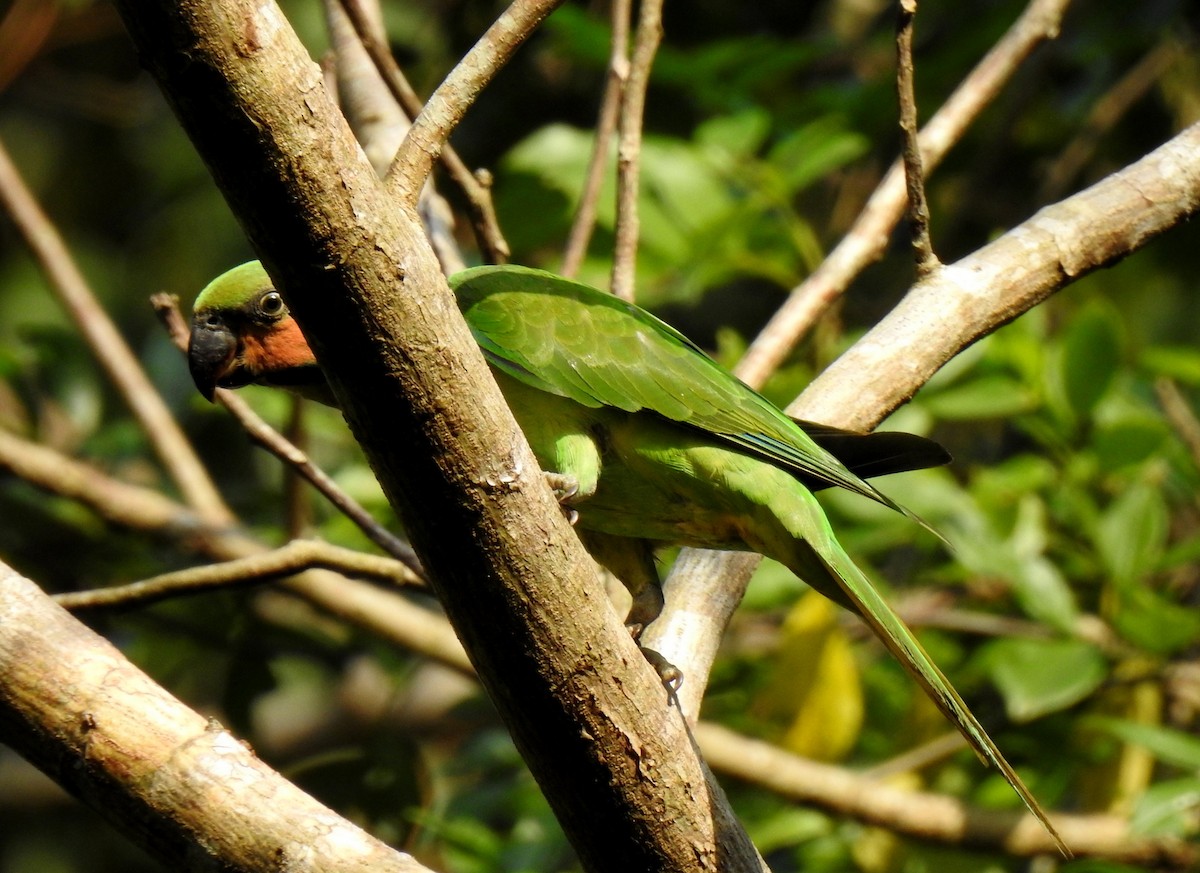 Long-tailed Parakeet - ML631703891
