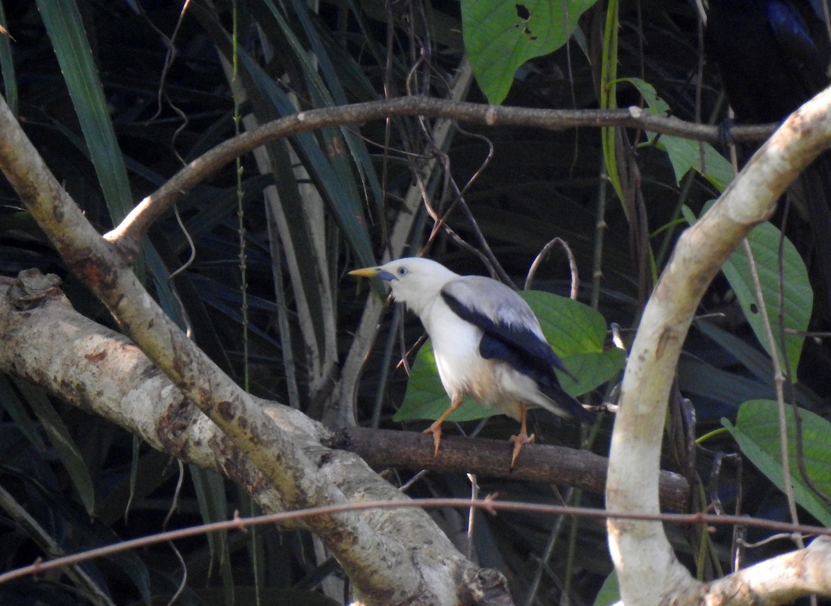 White-headed Starling - ML631703912