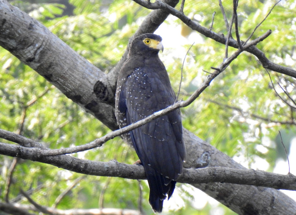 Andaman Serpent-Eagle - ML631703931