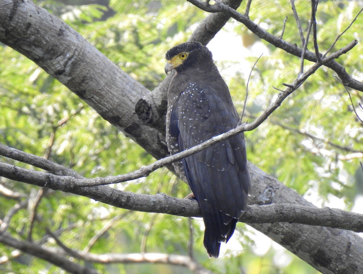 Andaman Serpent-Eagle - ML631703932