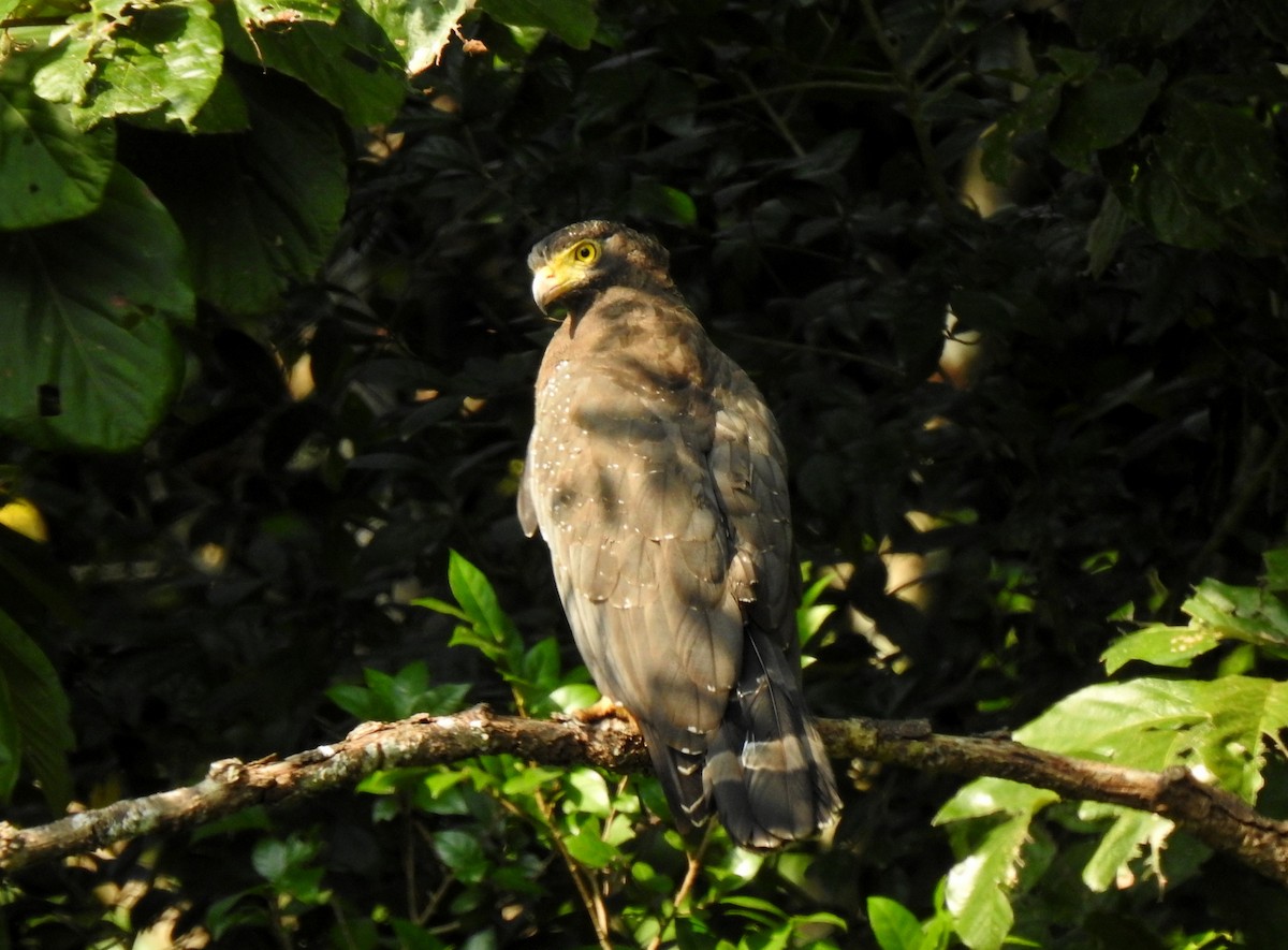 Andaman Serpent-Eagle - ML631703933