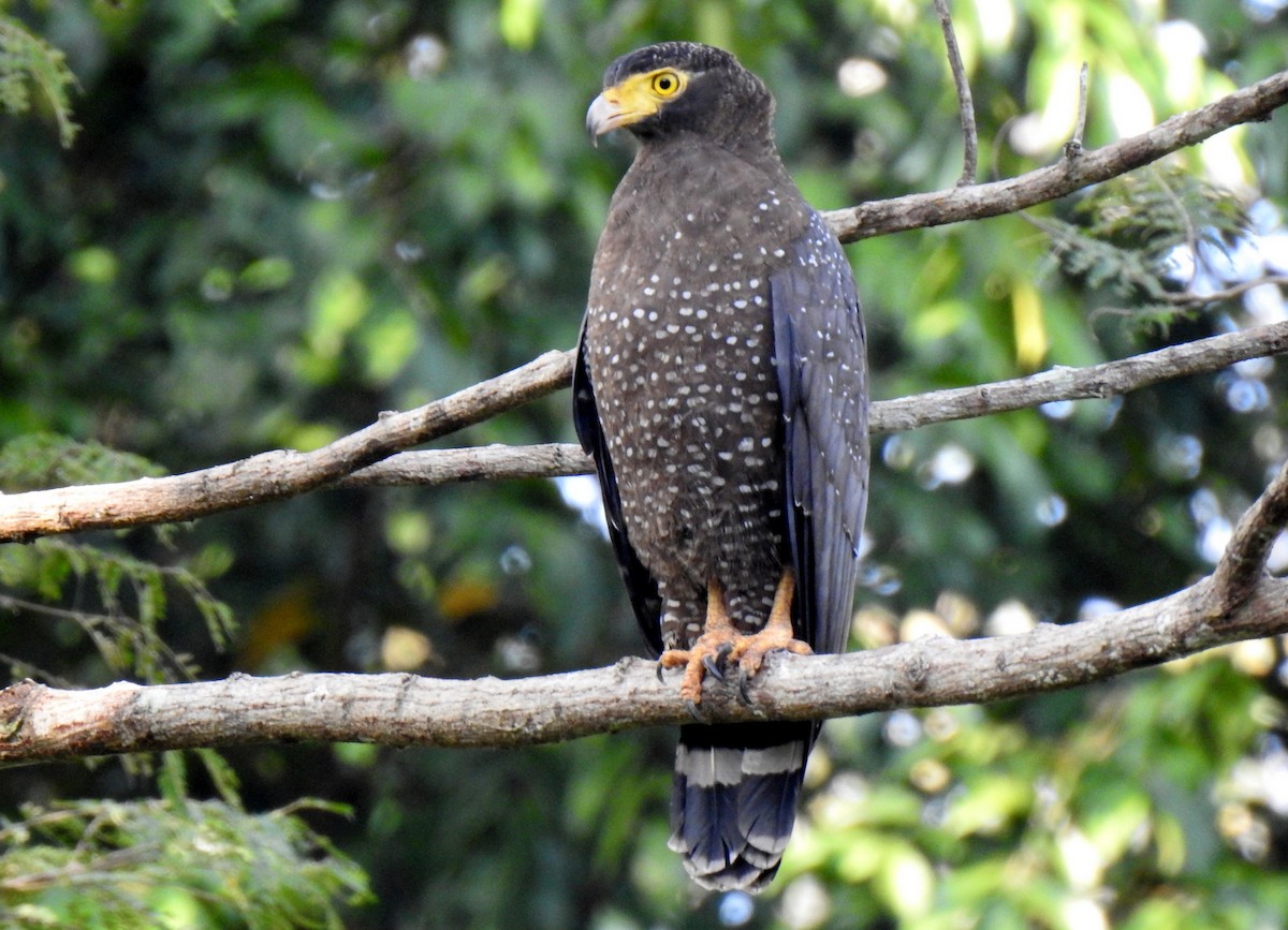 Andaman Serpent-Eagle - ML631703934