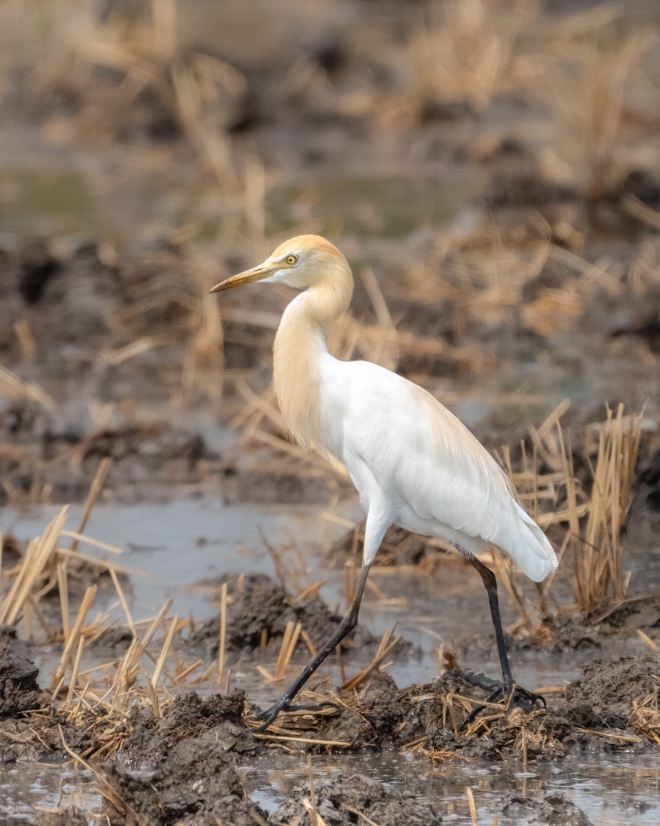 アマサギ - ML631704145