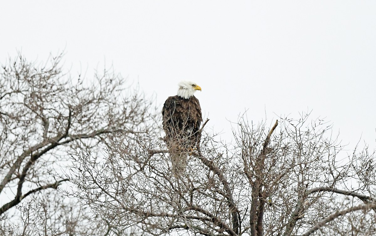 Bald Eagle - ML631704203
