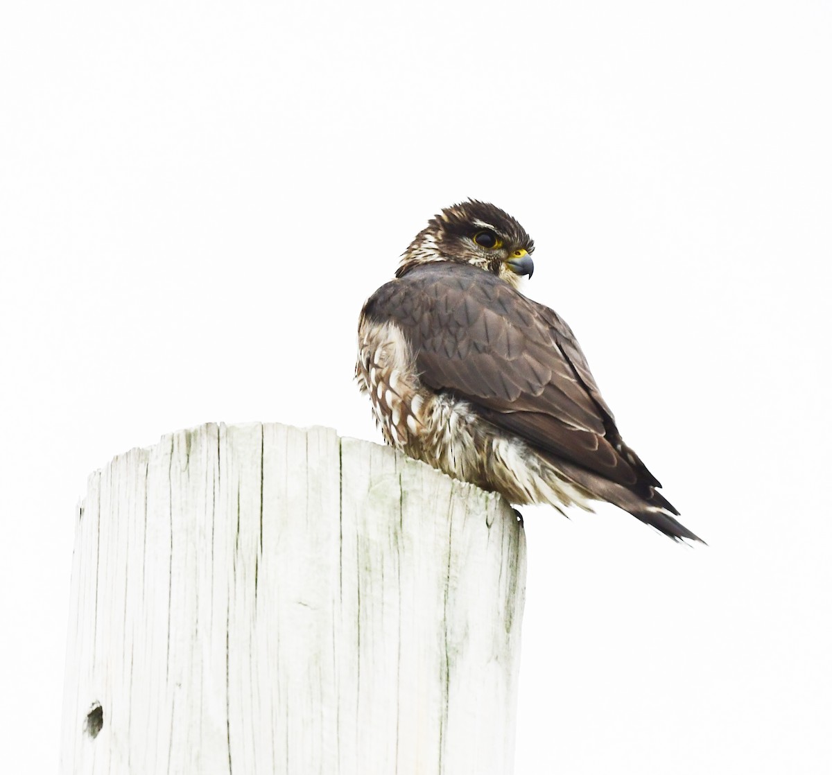 Merlin - ML631704213