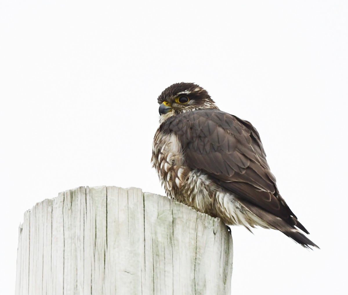 Merlin - ML631704217