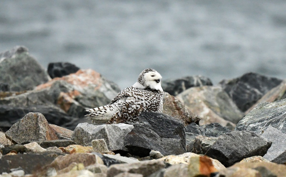 Snowy Owl - ML631704368