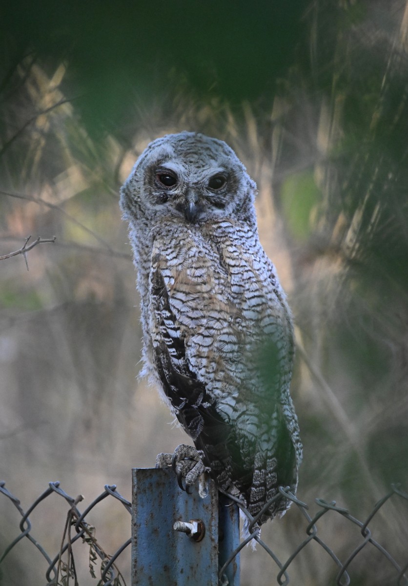 Mottled Wood-Owl - ML631704638