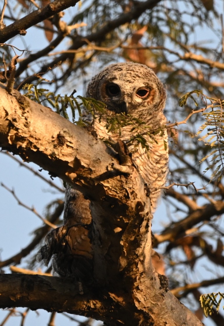 Mottled Wood-Owl - ML631704643